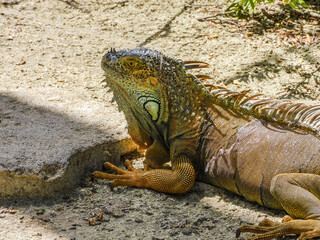 Spectacular male specimen of green iguana, San Andres island