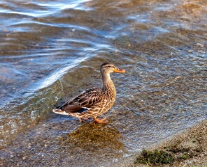 Duck on the shore of the pond