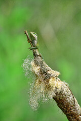 Gecko on cotton tail plant