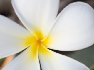 Closeup shot Frangipani flower,Spring background with beautiful white flowers © crazyass