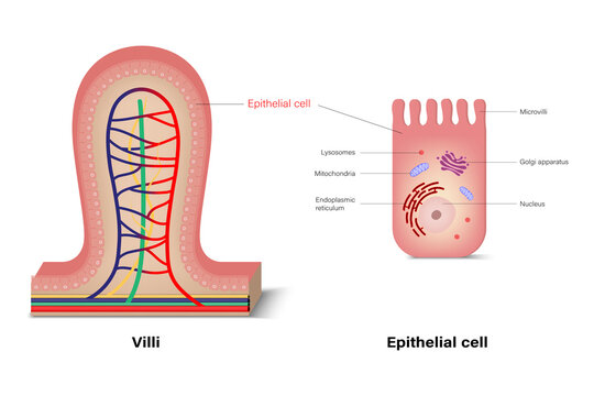 Structure of intestinal villi and epithelium cell. Medical education.