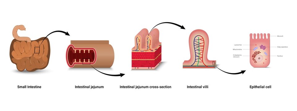 Anatomy of small intestine. Intestinal jejunum cross-section, Internal villi cross-section. Epithelial cell.
