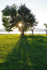 緑の下草に朝陽に照らされた木の影が伸びる朝の湖畔の公園。北海道の屈斜路湖の和琴半島で。