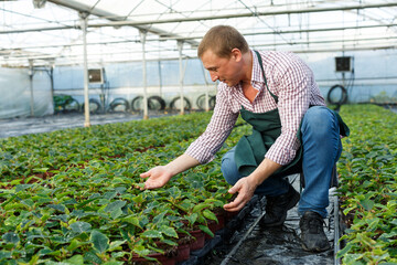 Farmer checking quality of Poinsettia pulcherrima seedlings in greenhouse farm
