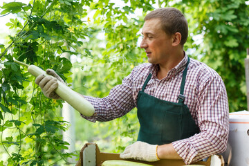 Naklejka na ściany i meble Portrait of male gardener in apron packing marrows to crates in garden....