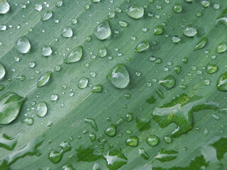 カンナの葉の上に落ちた雨のしずく