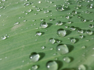 カンナの葉の上に落ちた雨のしずく