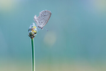 butterfly on a flower
