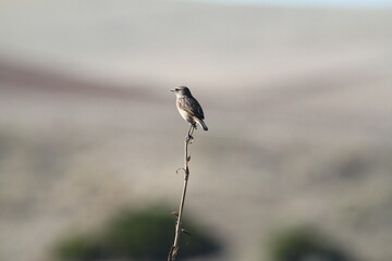 Singvogel auf Kaktusspitze