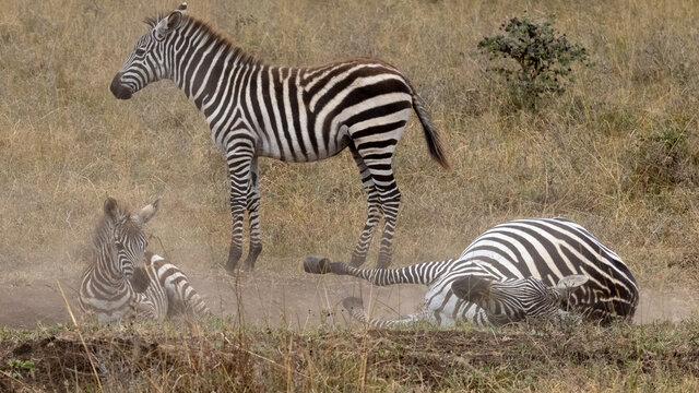 Zwei Steppenzebras w&auml;lzen sich im Staub, ein Tier steht in der Seitenansicht dahinter