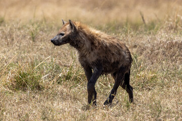 Eine laufende Tüpfelhyäne in der Seitenansicht