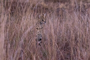 Ein Serval früh morgens auf Beutesuche in der Savanne