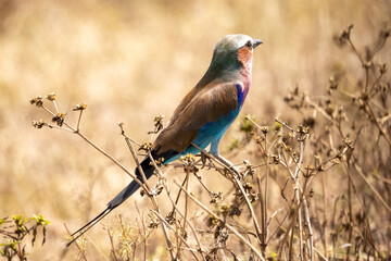 Eine freigestellte Grünscheitelracke sitzt auf einem Strauch in der Seitenansicht