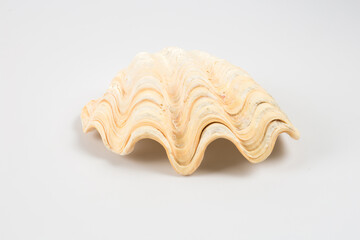 Sea shells on white background