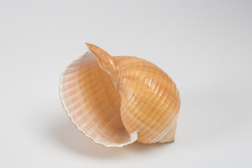 Sea shells on white background
