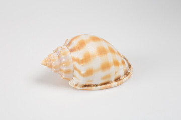 Sea shells on white background