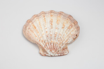 Sea shells on white background