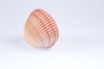 Sea shells on white background