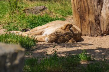 Naklejka na ściany i meble Indian lion - Panthera leo persica female lying on the ground under a tree.
