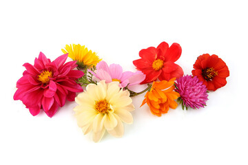 Border of mixed garden flowers isolated on white background. Colorful blossom of calendula, dahlia mignon, aster, cosmos, french marigold, zinnia flowers.