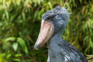 African Boattail - Balaeniceps rex gray bird with a large beak in a meadow. The background is green bushes.