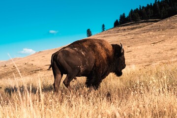 Buffalo roaming plains with clear blue sky. 