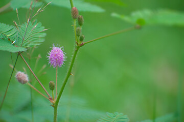 Mimosa pudica flower.sensitive tree, sleepy plant, action tree, touch-me-not, shame plant.