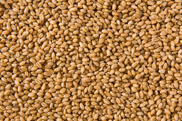 wheat grain as texture background