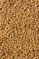 wheat grain as texture background