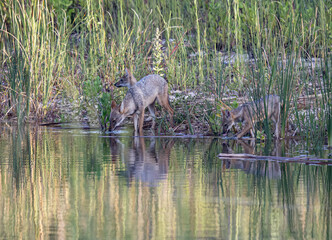 A family of golden jackals drinking from a pond with reeds in the background
