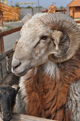 Ram with curved horns and long brown fur posing and looking into camera. Countryside farming agriculture. Cattle farm animal