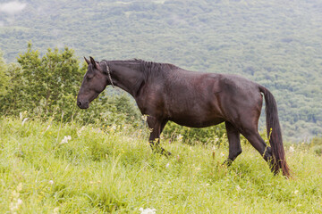 Fototapeta premium Dark brown horse with a chain around his neck against a background of forest and green grass. The concept of livestock breeding.