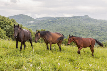 Three horses on a background of mountains, forest and green grass. The concept of livestock breeding.