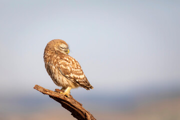Little owl. Colorful nature background. Athene noctua.  