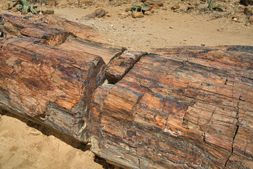Petrified trunk.