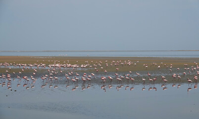 Fototapeta premium In the evening, flocks of flamingos are feeding or resting in the lagoon.