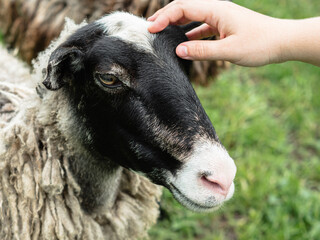 Close-up of a woman's hand stroking a sheep's head. Green blurred grass in the background. A mountain pasture. Animal love and care concept.