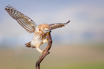 Little owl. Colorful nature background. Athene noctua.  