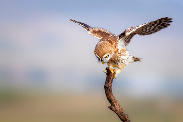Little owl. Colorful nature background. Athene noctua.  