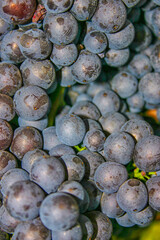 Black grapes