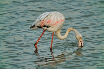 Fototapeta na wymiar A flamingo feeding in the lagoon at sunset. Full body view.