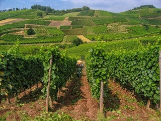 Fototapeta na wymiar Spraying vineyard in Elzas
