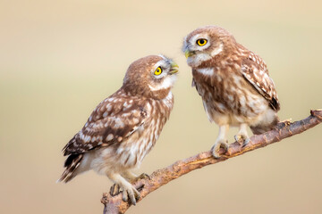 Little owl. Colorful nature background. Athene noctua.  
