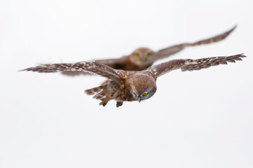 Little owl. Colorful nature background. Athene noctua.  
