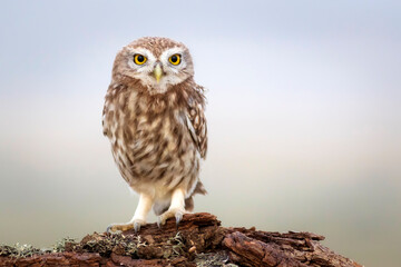 Little owl. Colorful nature background. Athene noctua.  