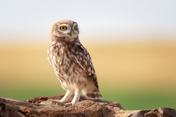 Little owl. Colorful nature background. Athene noctua.  
