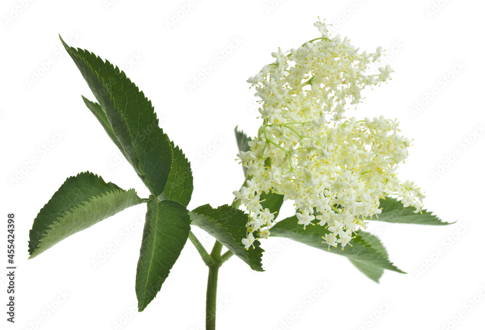 Poster elderberry flowers isolated on white background.