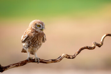 Little owl. Colorful nature background. Athene noctua.  