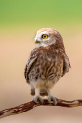 Little owl. Colorful nature background. Athene noctua.  