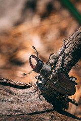 Stag beatle (Lucanidae)